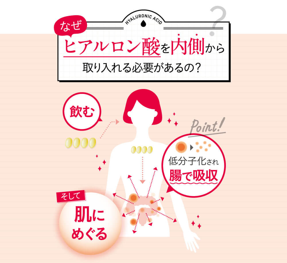 ヒアルロン酸を飲むと、まずは腸で低分子化されて、吸収。そして、肌にめぐります。 ヒアルロン酸を飲んだときの、体内での消化と吸収